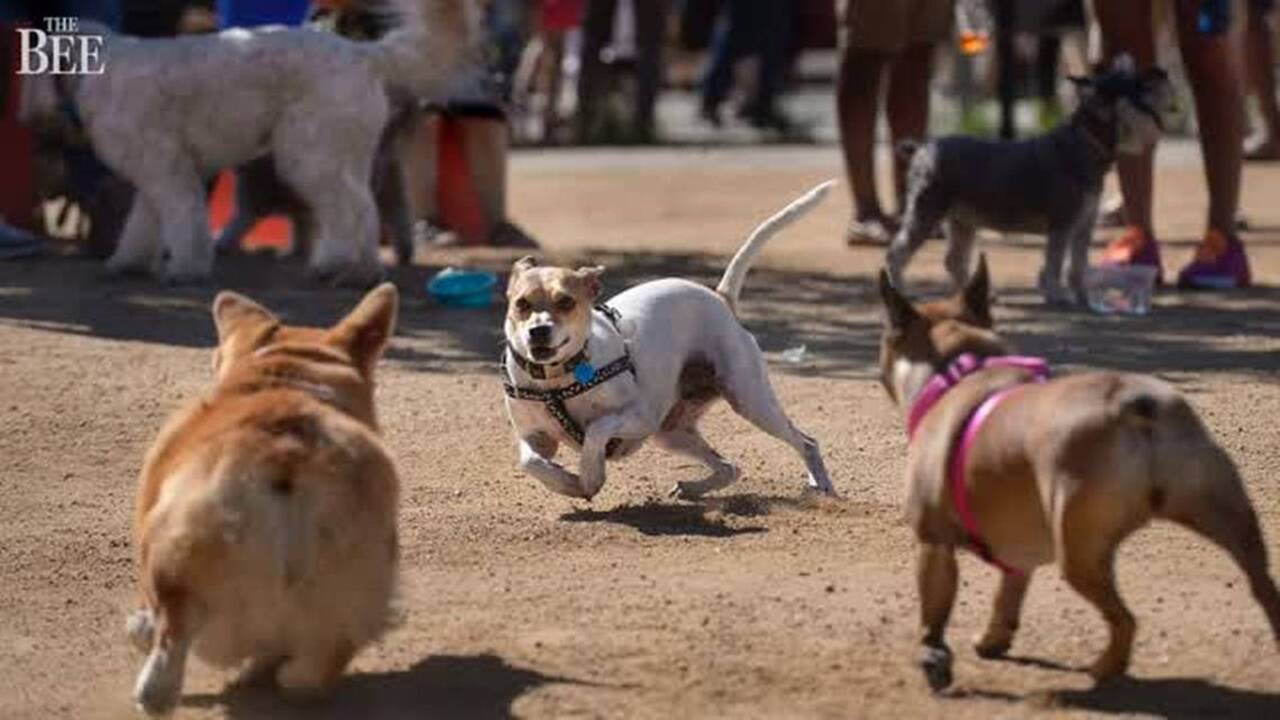 Watch Sacramento dogs, dog owners celebrating their new park in midtown