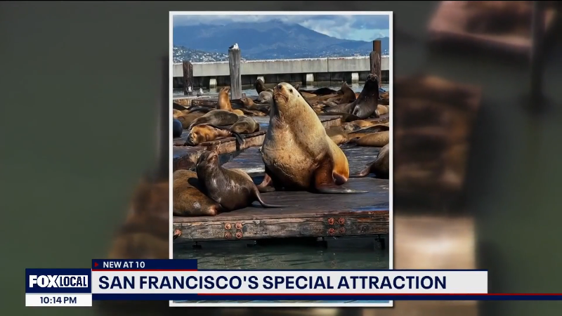 Big Chonkers the sea lion at San Francisco's Pier 39 goes viral