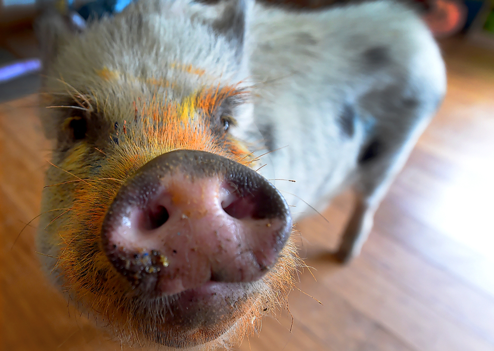 Out and About: Dancing ‘Cinderella,’ art al fresco, on-screen adventures