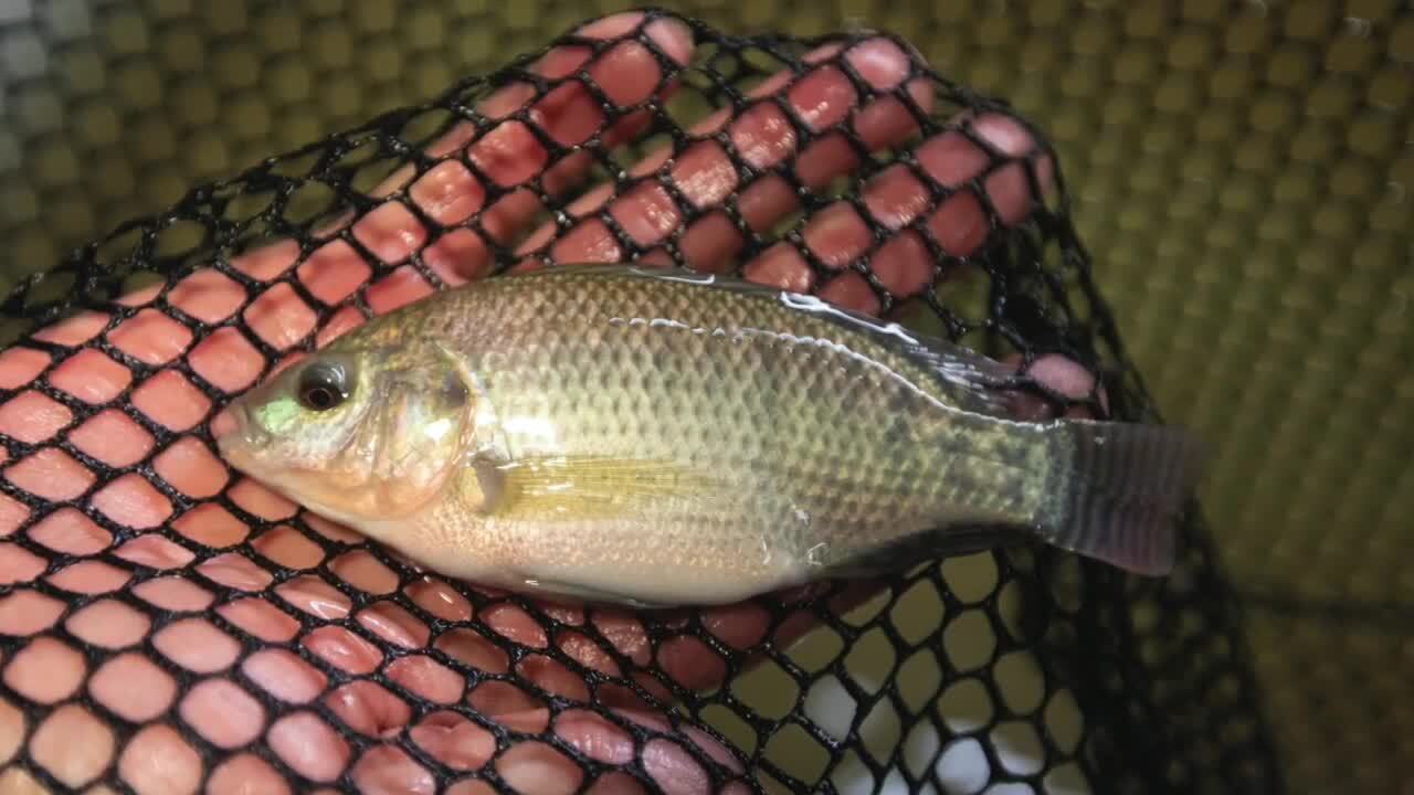 How a retired Kansas doctor became a tilapia farmer