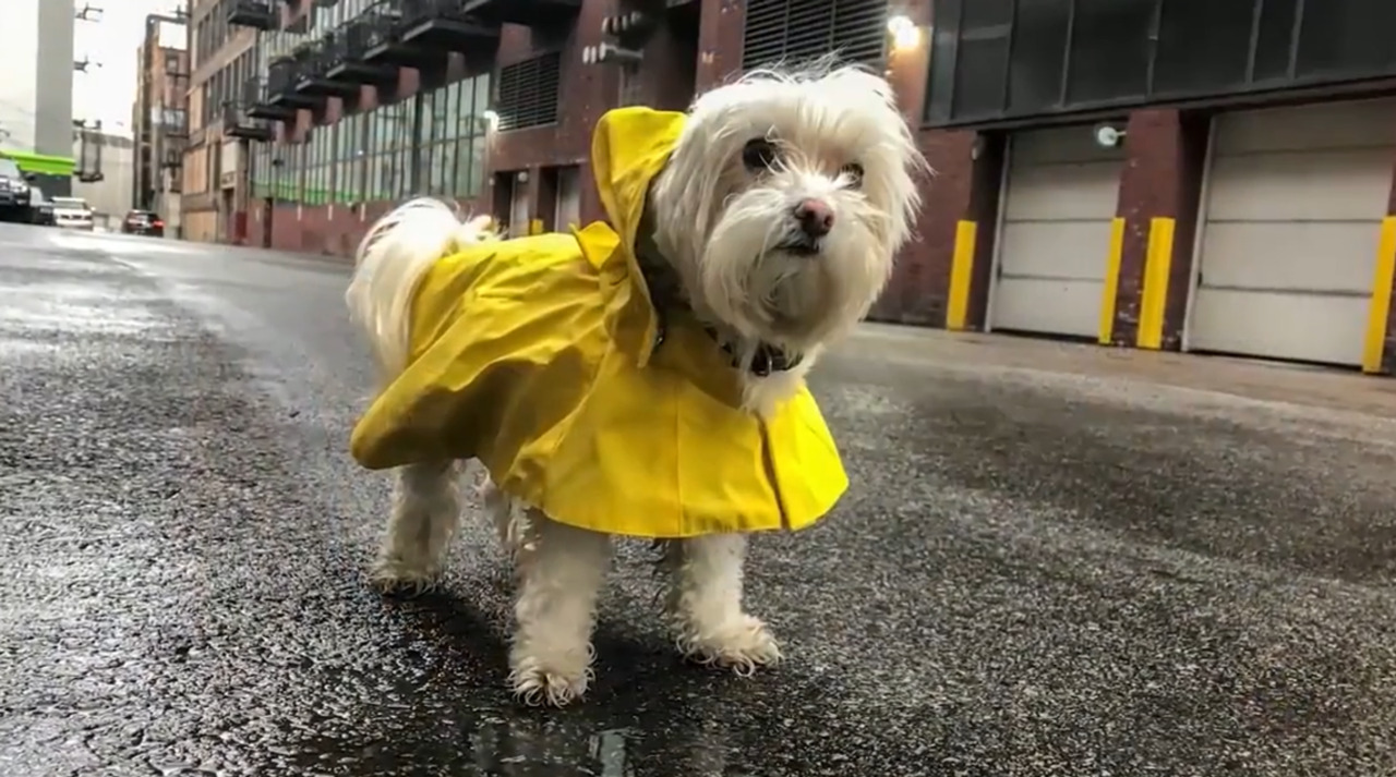 Make sure your pet is ready for a disaster