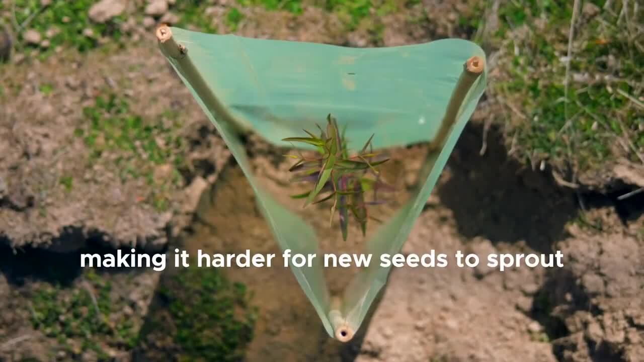 Global Changes Leading to Shorter, Younger Trees