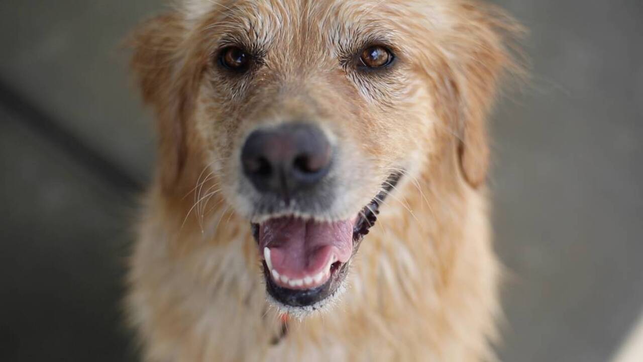 Fresno wins this one 6-0. But Clovis could soon have a dog park