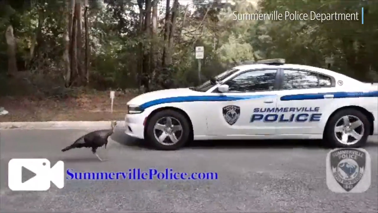 Turkey trot: Relentless turkey runs down police car