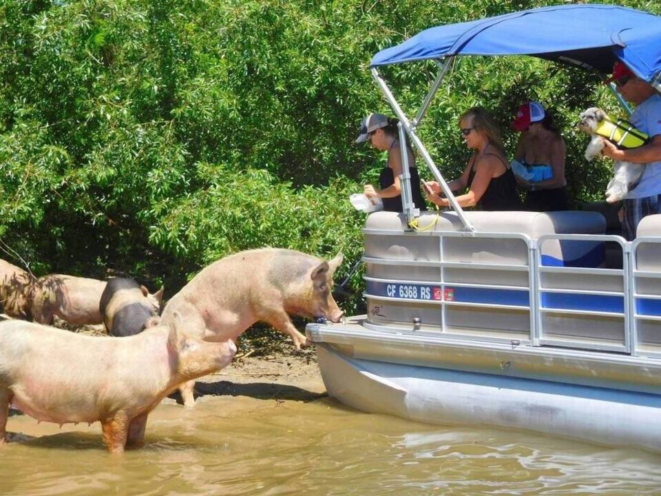 Rescue group swiped his pigs from Delta island, man claims