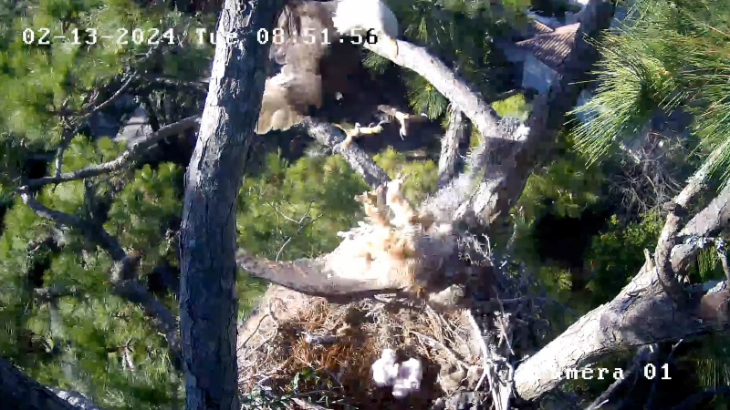Video shows eagle attacking owl’s nest on Hilton Head Island