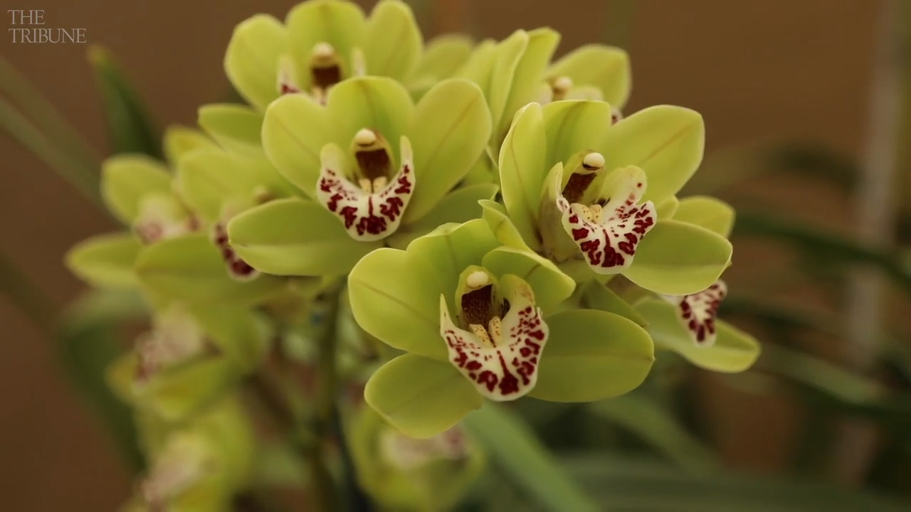 Take a look at the beautiful orchids that thrive at Arroyo Grande nursery