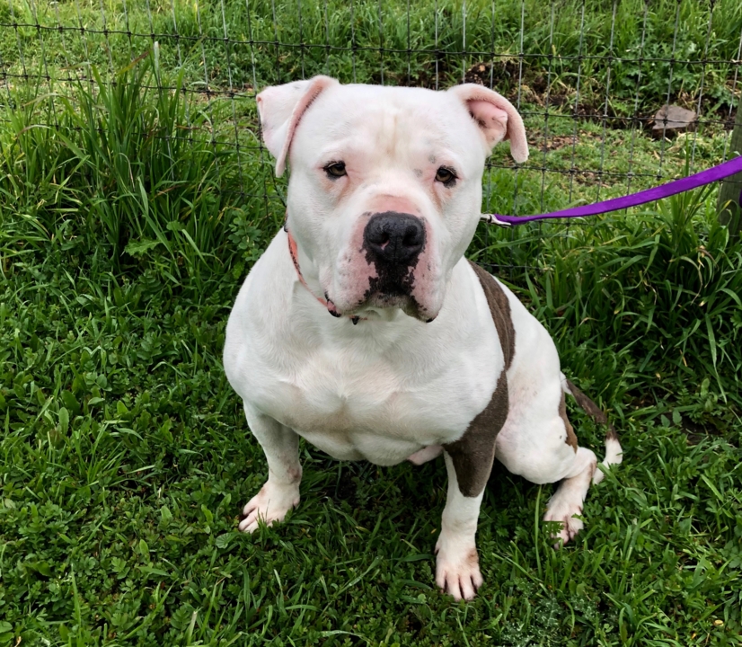 Pet Tales: Meet Brutus, a sweet American bulldog ready for his forever home