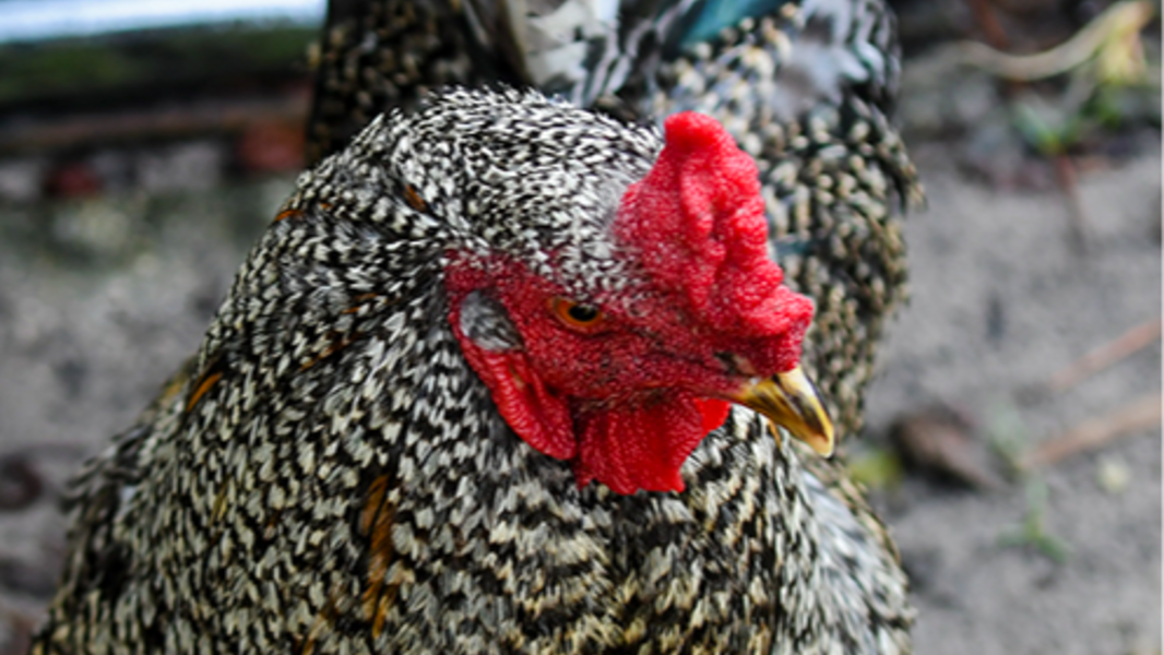 Listen as 'Rupert the Rooster' calls out to flock at SC U-pick flower farm