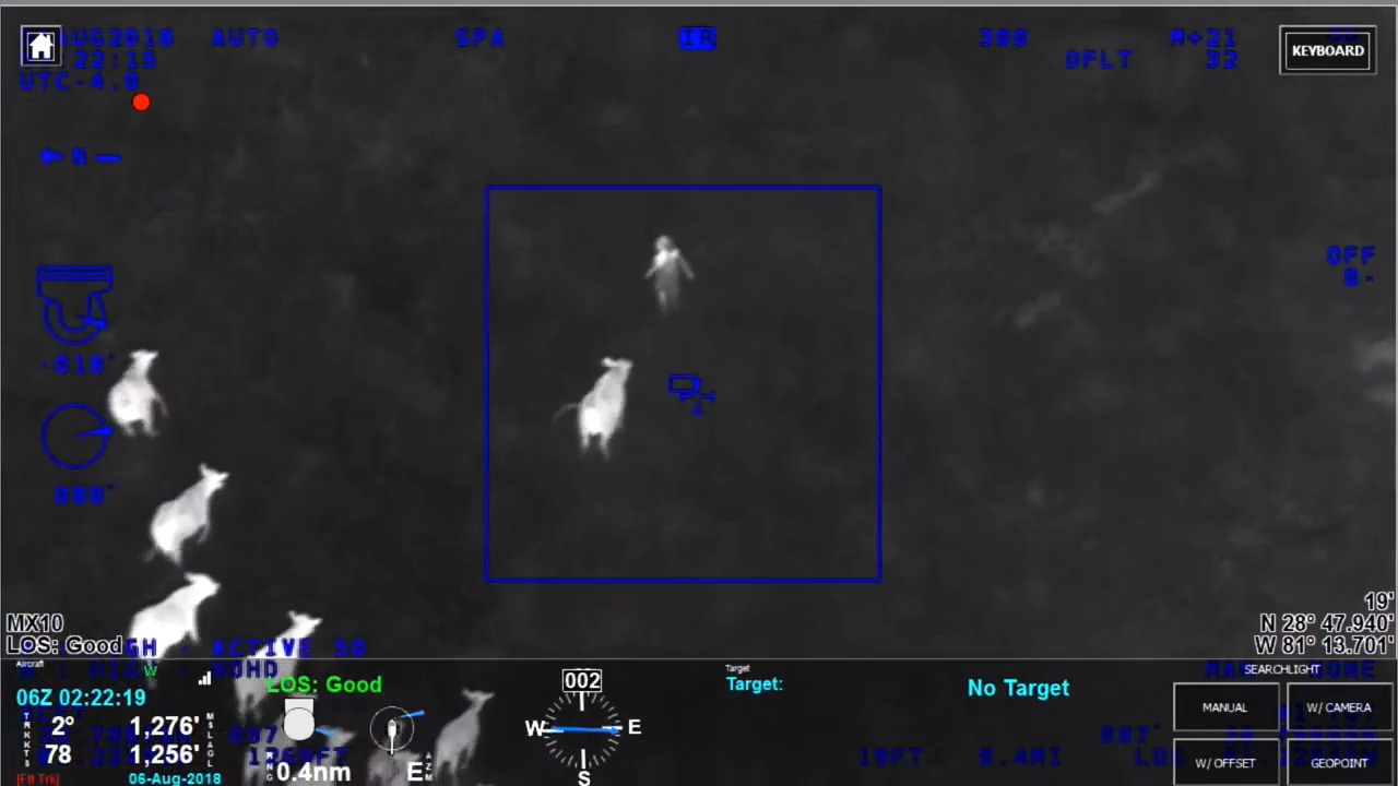 Cows help Florida police officers catch car theft suspect