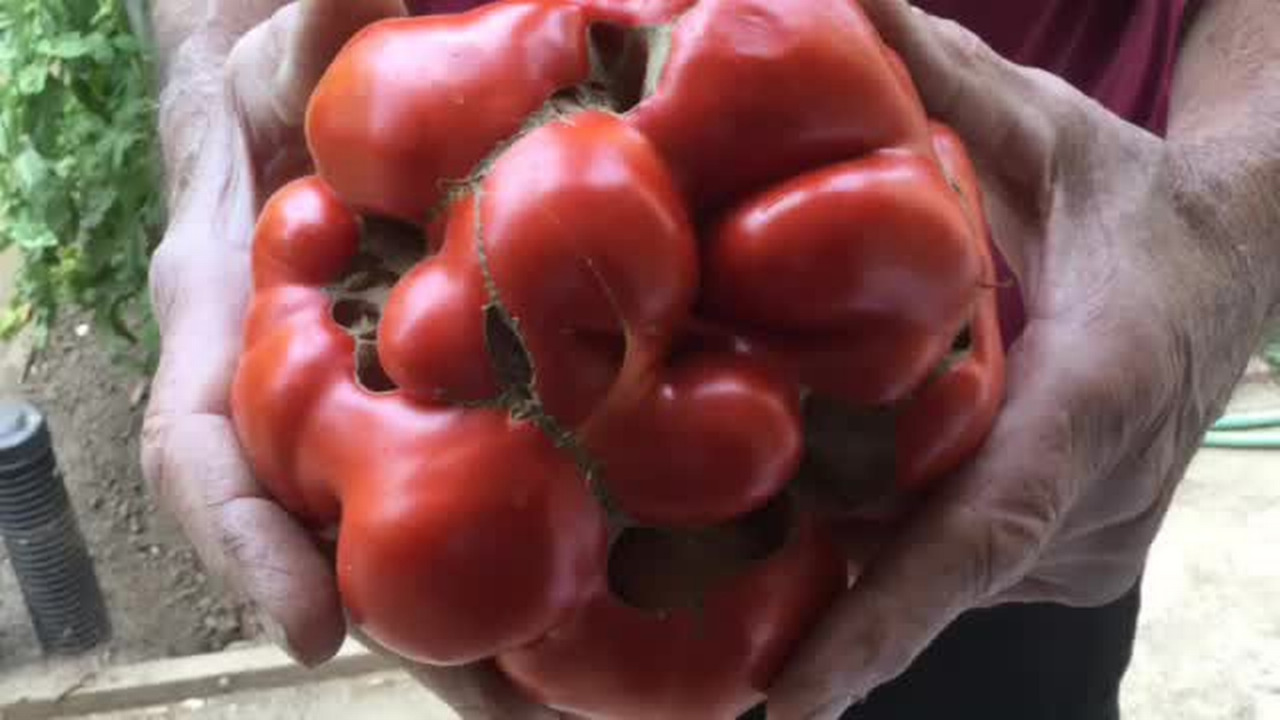 Summer heat slows garden production, but there’s still work to do