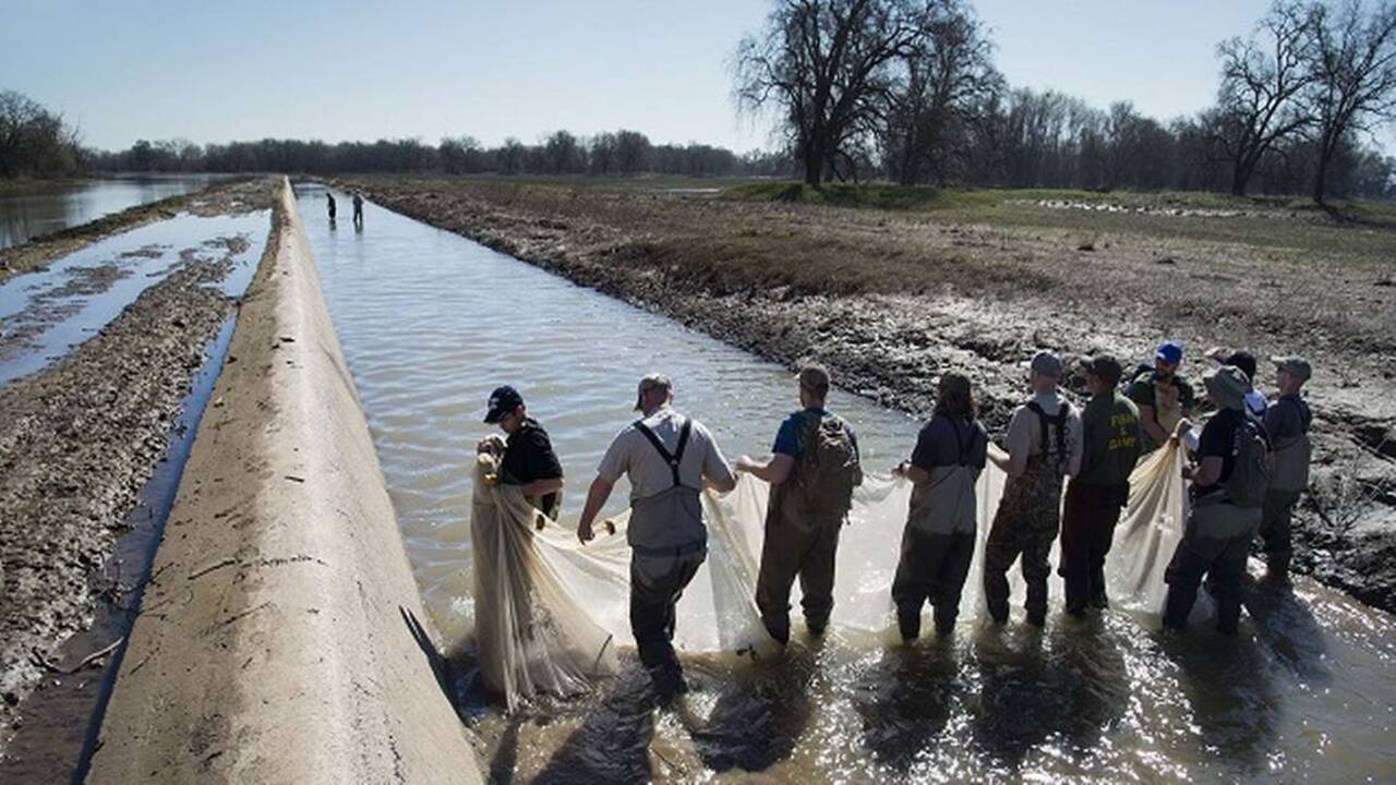 Fremont Weir fish rescue underway in Yolo Bypass