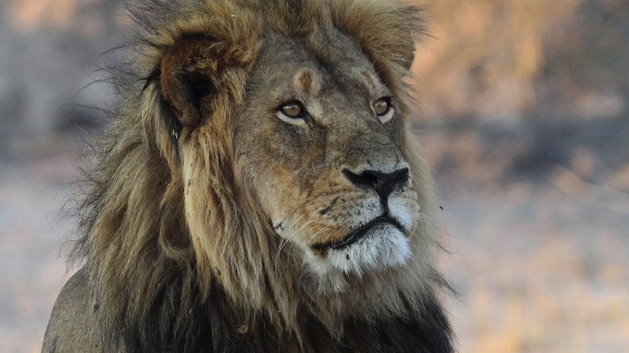 California may ban African hunting trophies. How Black Lives Matter has altered the debate