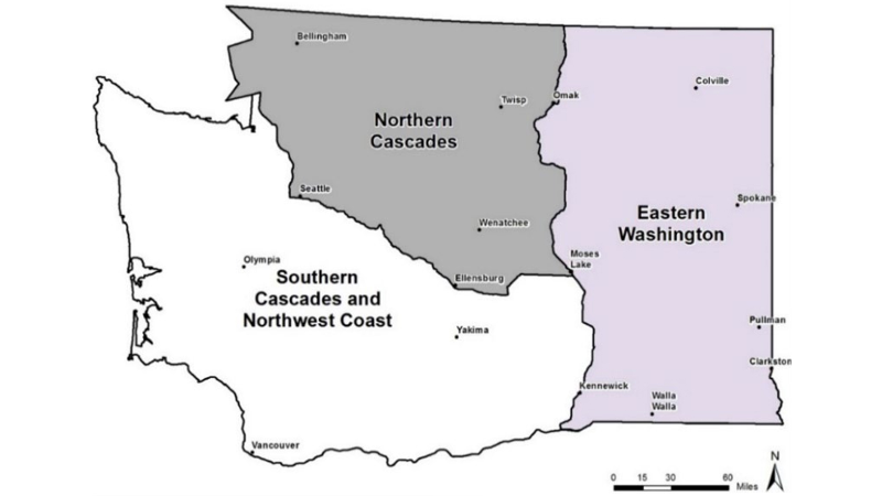 WA’s wolf population increased 17% in 2025, per new report