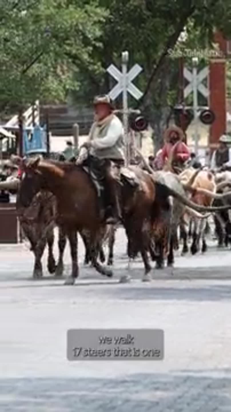 A new Stockyards show features the iconic Fort Worth Herd
