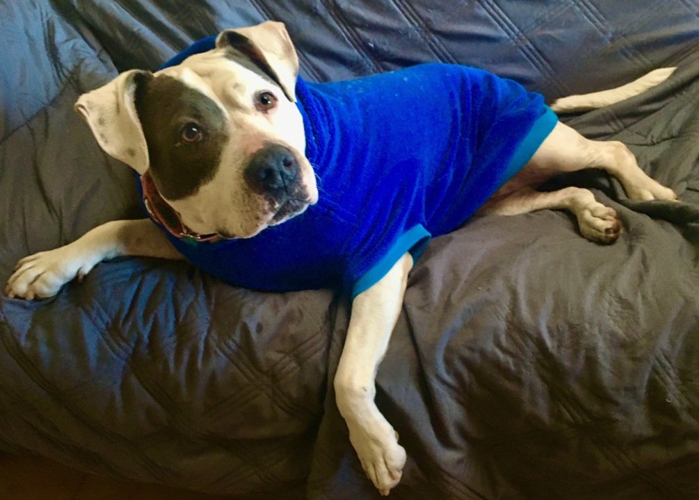 Pet Tales: Daisy the happy pit bull is still looking for a forever home