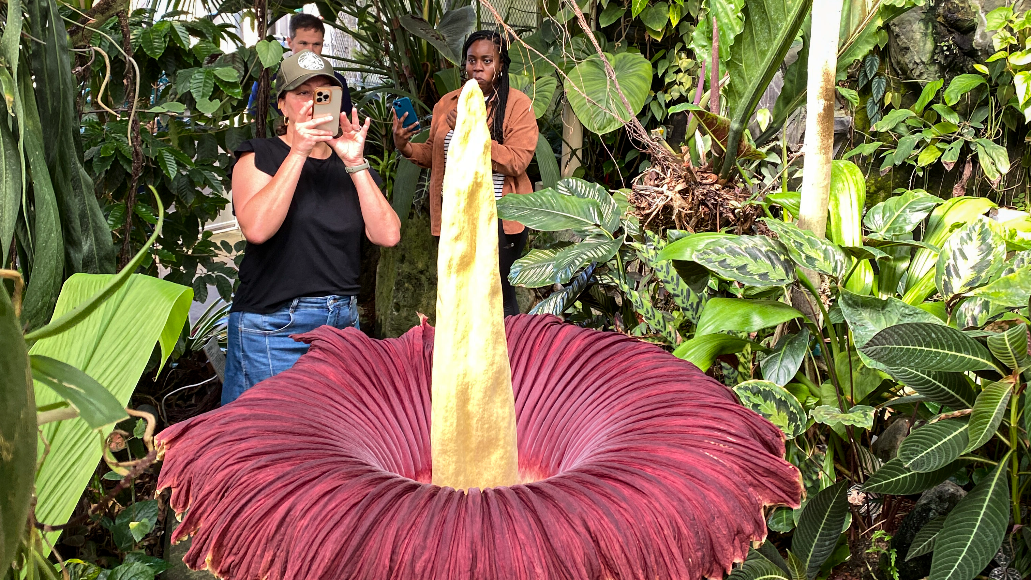 Smelly corpse flower blooms at Cal Poly plant conservatory