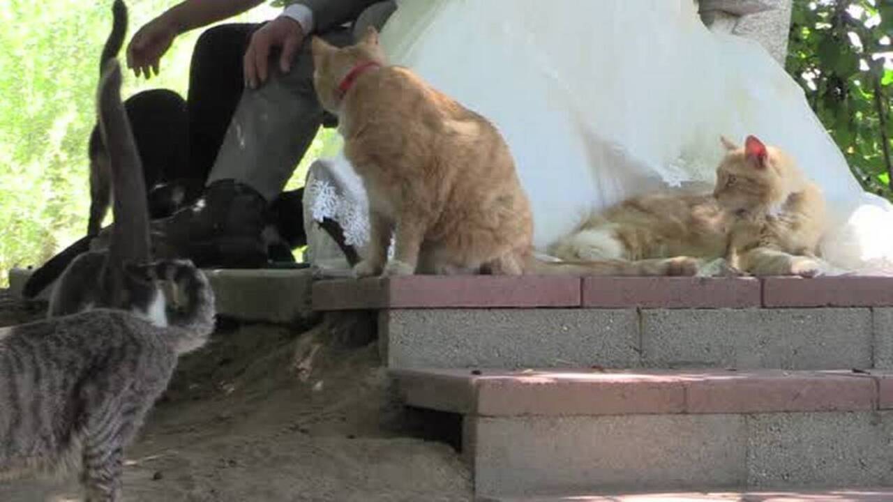 Canadian couple weds at Cat House on the Kings