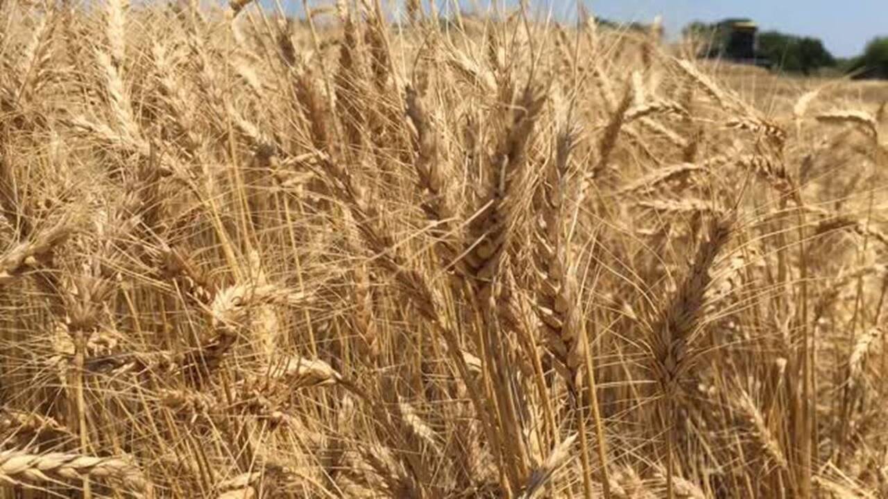 Wheat harvest begins in Kansas