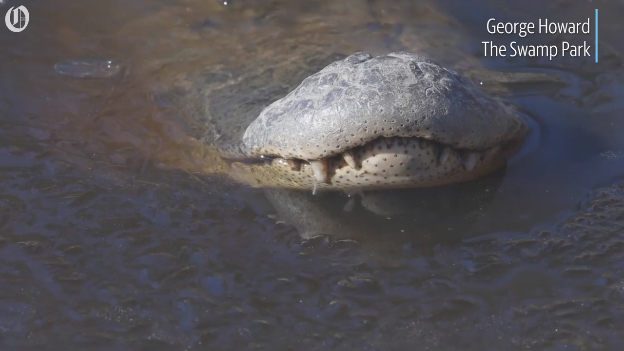 Alligators are again freezing themselves in NC swamp with noses up to survive cold