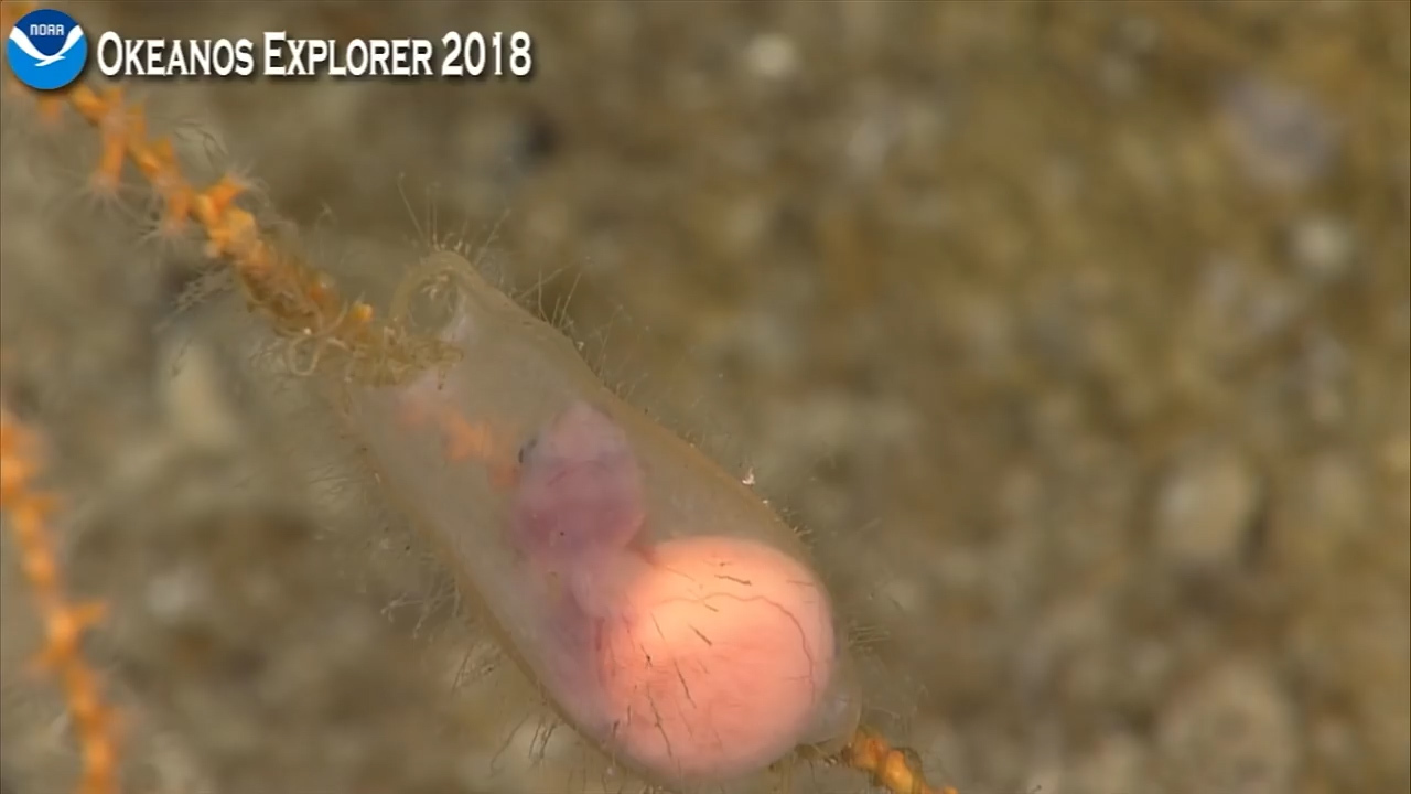 Catshark inside egg case delights scientists during live stream
