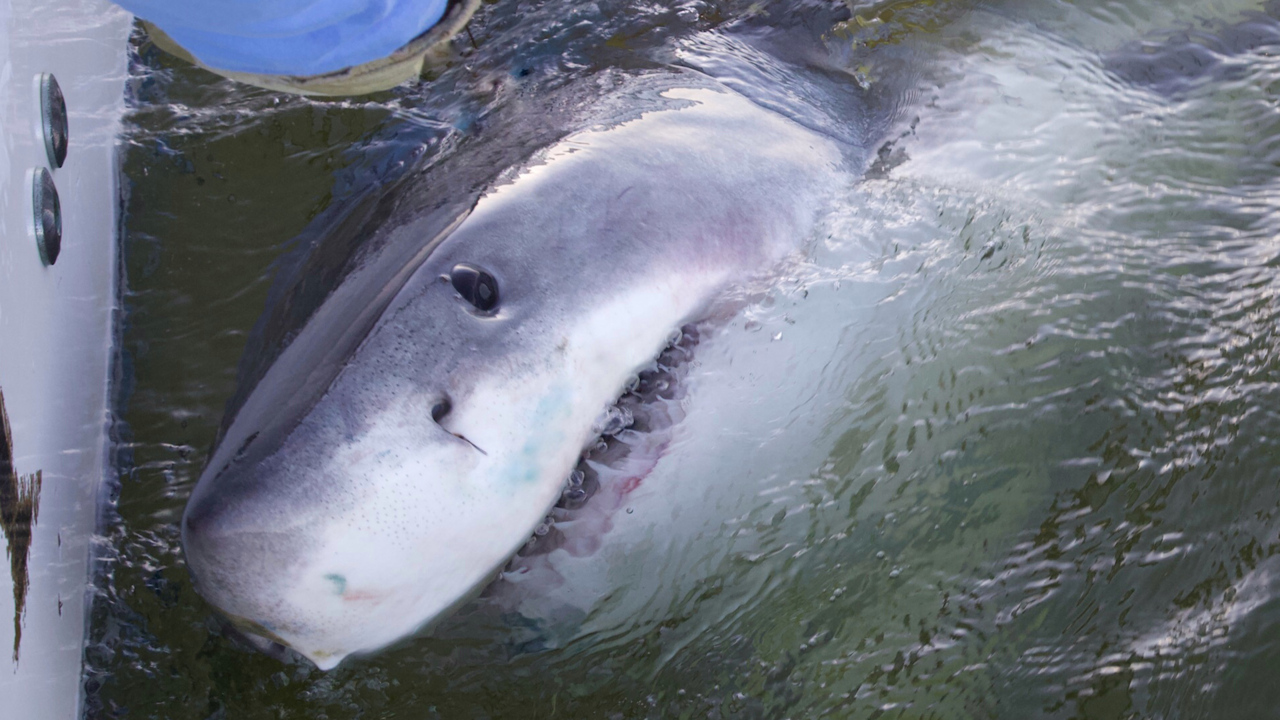 Hilton Head man hooks 3,500-lb great white shark he calls ‘a submarine with a tail’