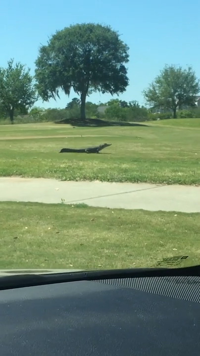 Speedy alligator runs into pond