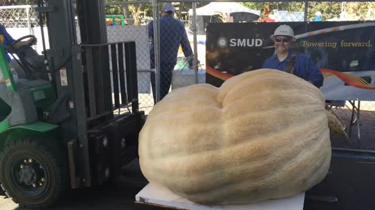Pumpkin madness: Elk Grove celebrates giants in style