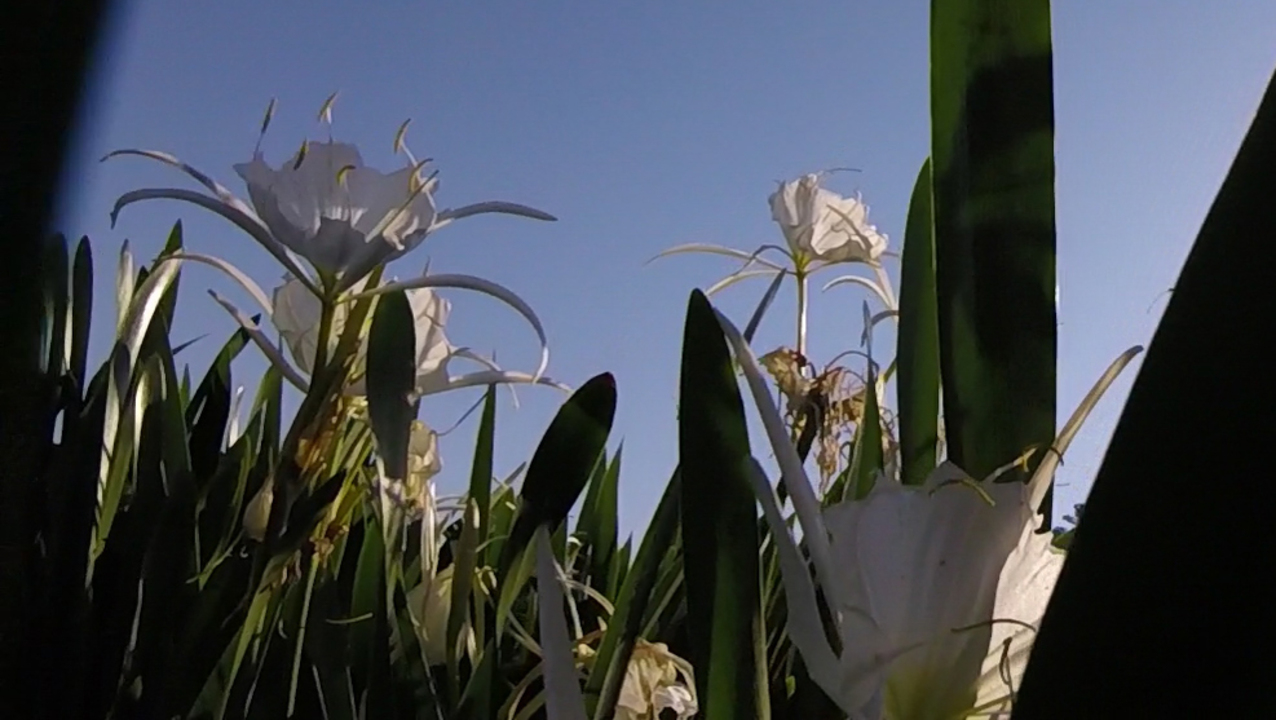 Celebrate the Rocky Shoals Spider Lily