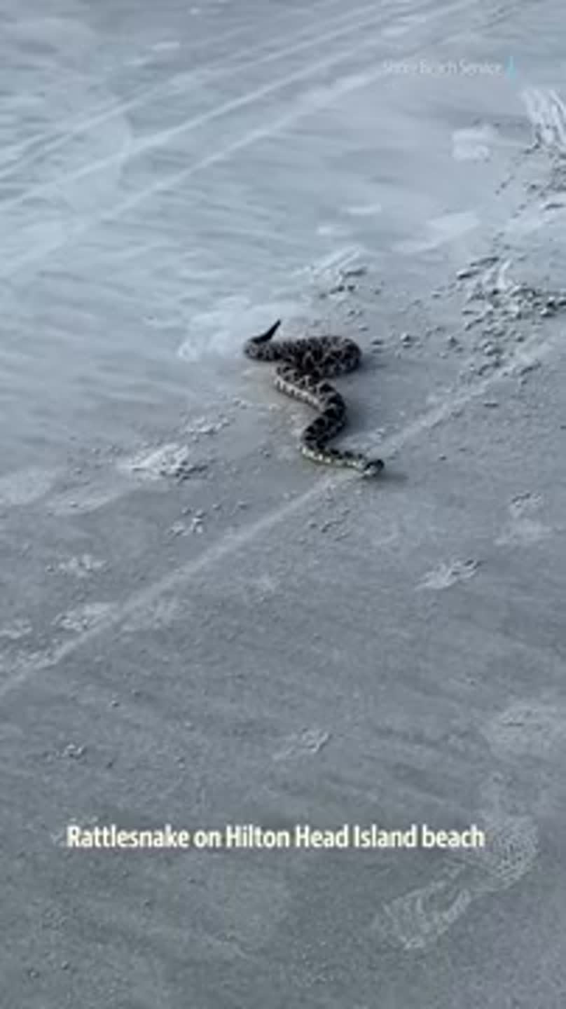 Watch as venomous rattlesnake crawls on Hilton Head Island’s beach