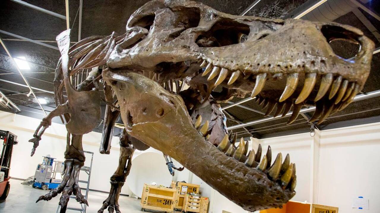 A T. rex Named Sue — the biggest of its kind — roars into the Discovery Center 