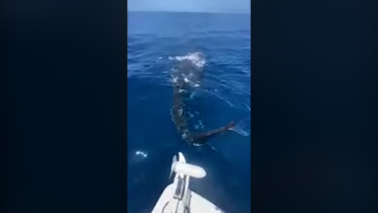 Rare Whale Shark off the coast of Anna Maria Island (Video) | Bradenton ...