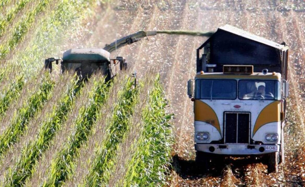 Genetically engineered crops safe for humans, major study finds