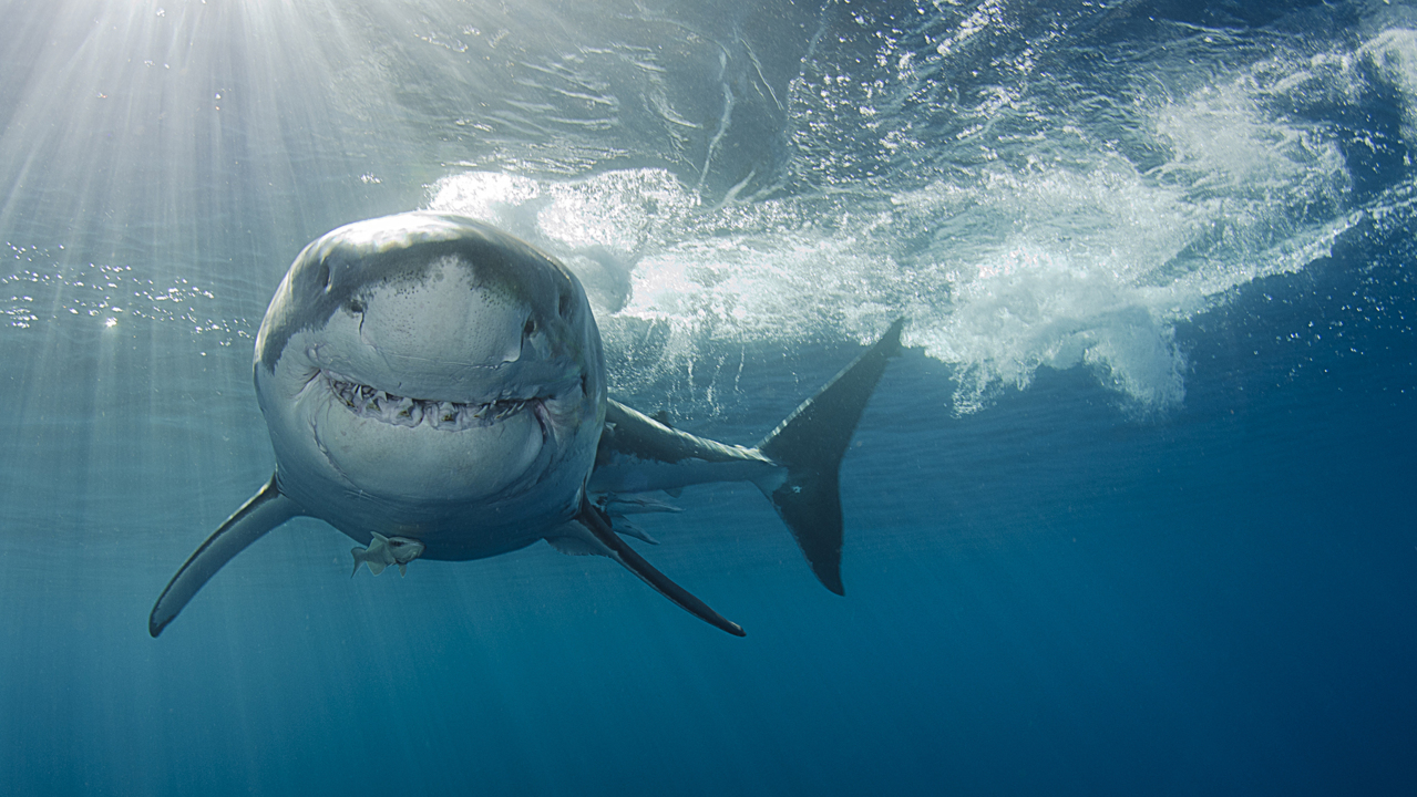 Afraid of sharks? Here are 12 tips to reduce your chances of getting attacked
