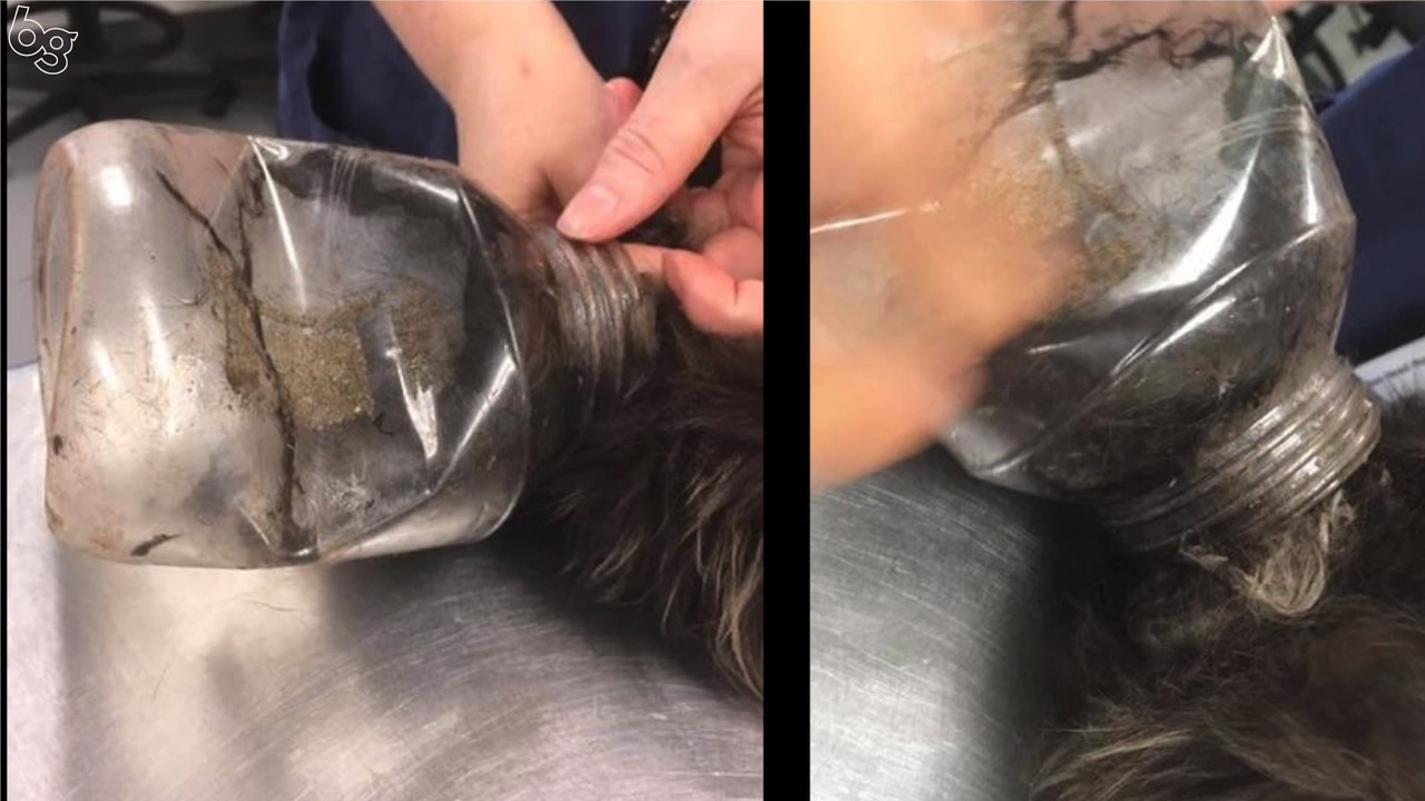 Beaufort Co. strays are getting stuck in plastic food jars. Here’s how you can help.