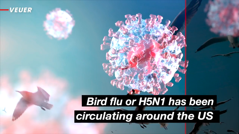 HPAI outbreaks in San Joaquin Valley lead to mass poultry deaths ...