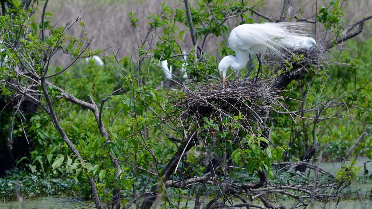 Take a tour of Port Royal’s hidden jewel: The Cypress Wetlands