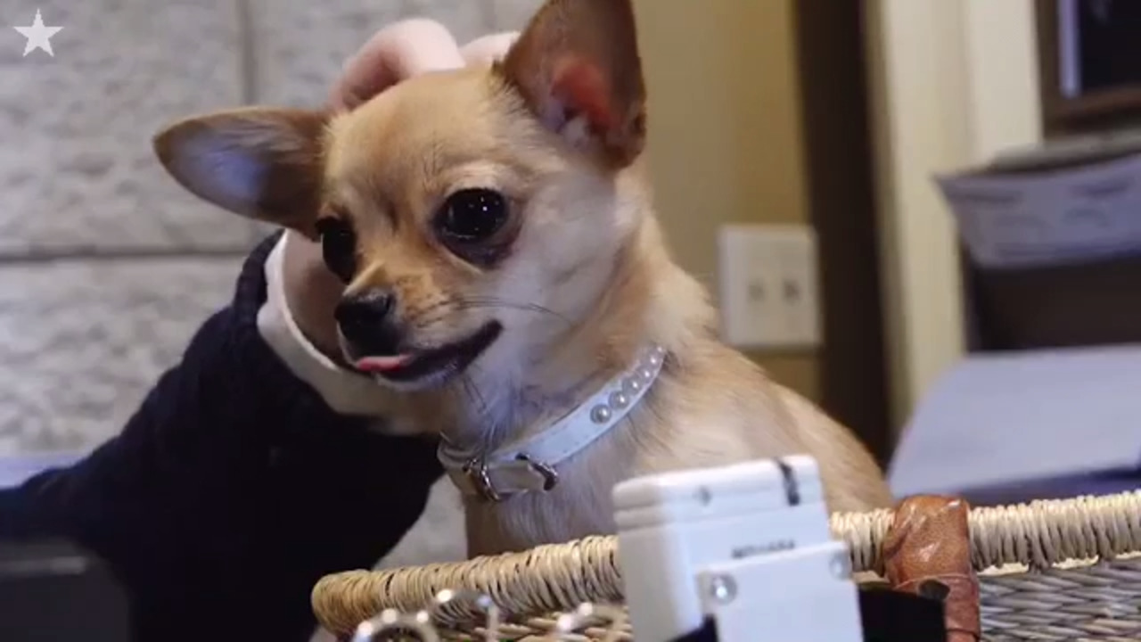 So many ways to pamper your pet