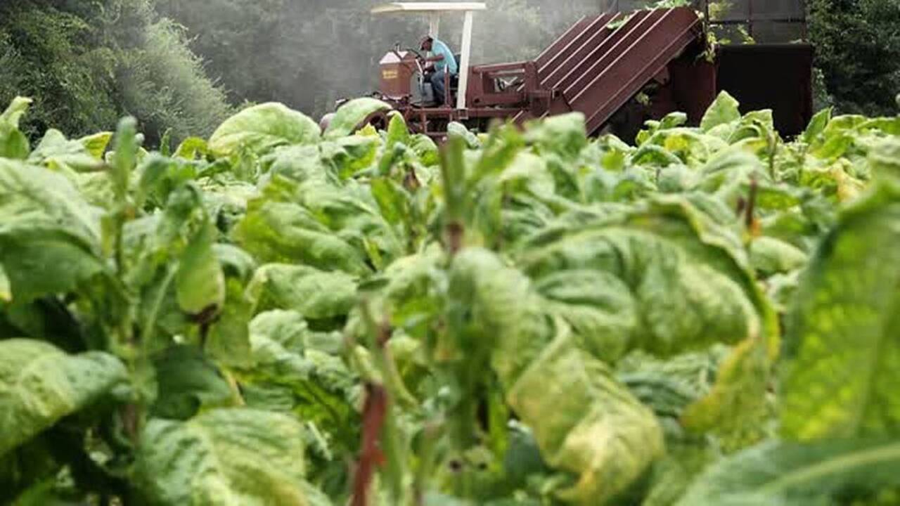 SC gets $84.3 million in tobacco settlement in 2021
