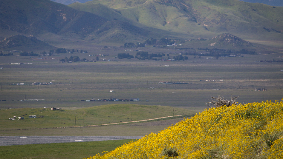 Early wildflowers show on Temblor Range near Carrizo Plain