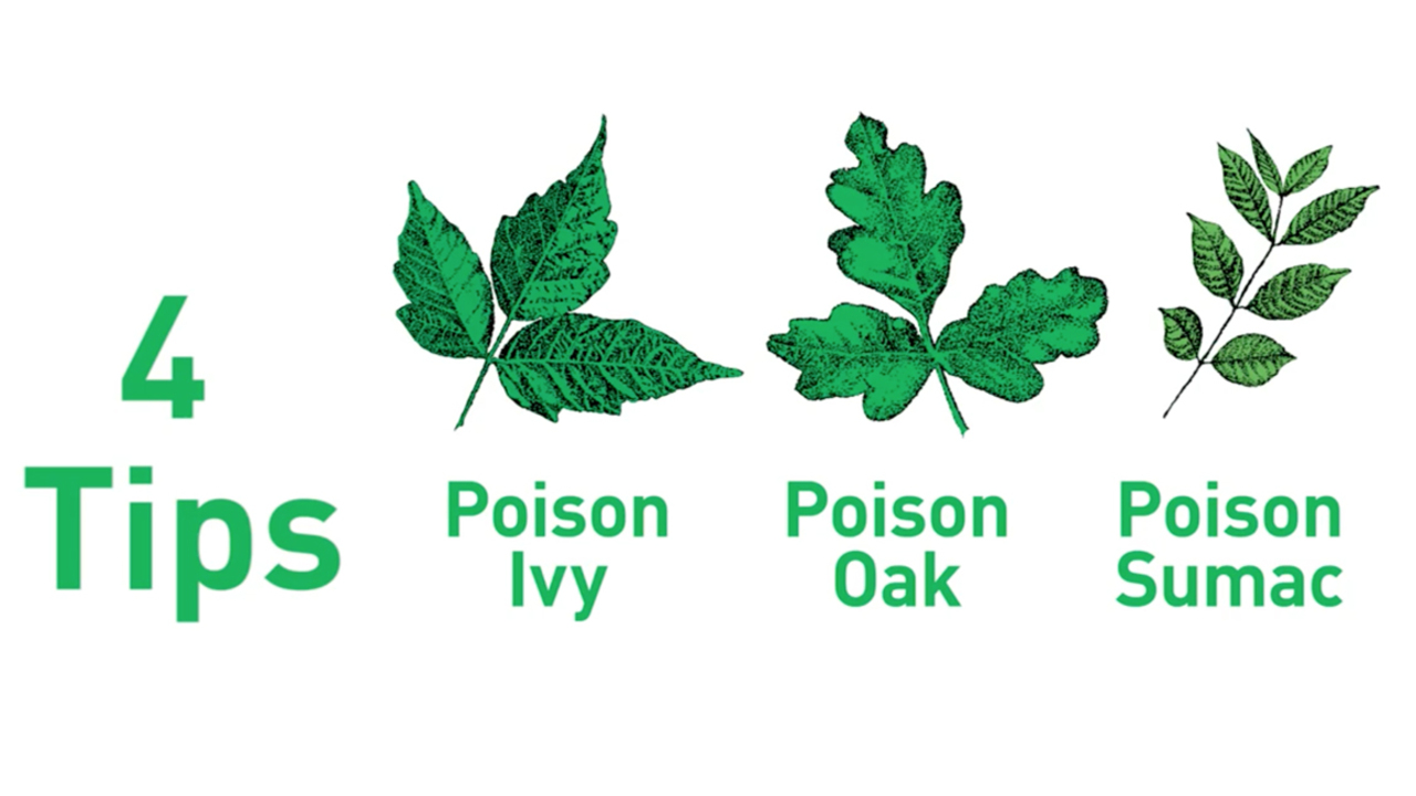4 Tips to Outsmarting Poisonous Plants