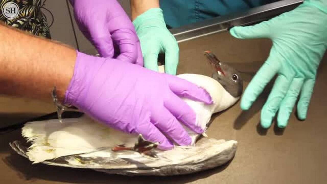 Happy Tails Animal Hospital becomes critter fix it place