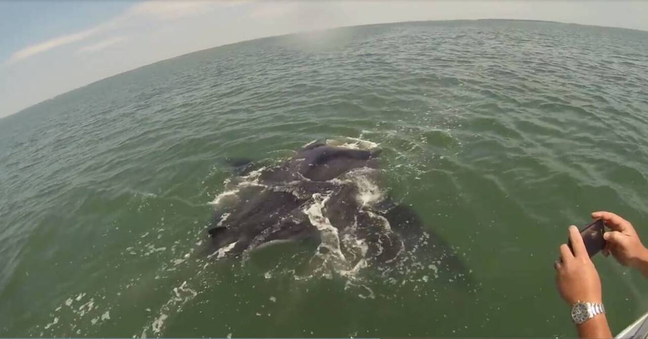 Car-sized sea creature surprises South Carolina fishermen