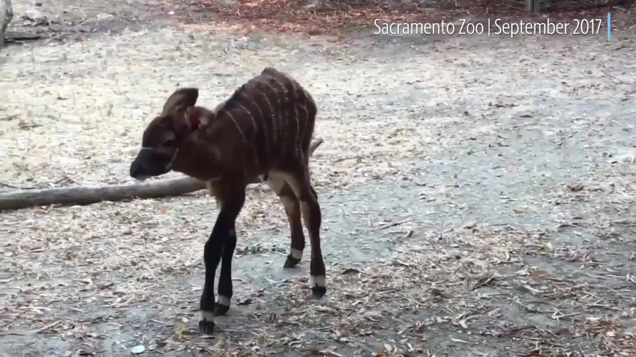 Sacramento Zoo temporarily closes after bongo calf named Taylor Swift escapes