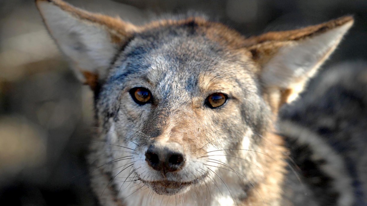 How many coyotes are in NC? CuriousNC goes a-hunting for answers.