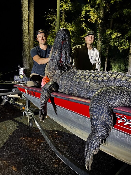 Where do GA alligators go during cold winter weather? Closer than you may think
