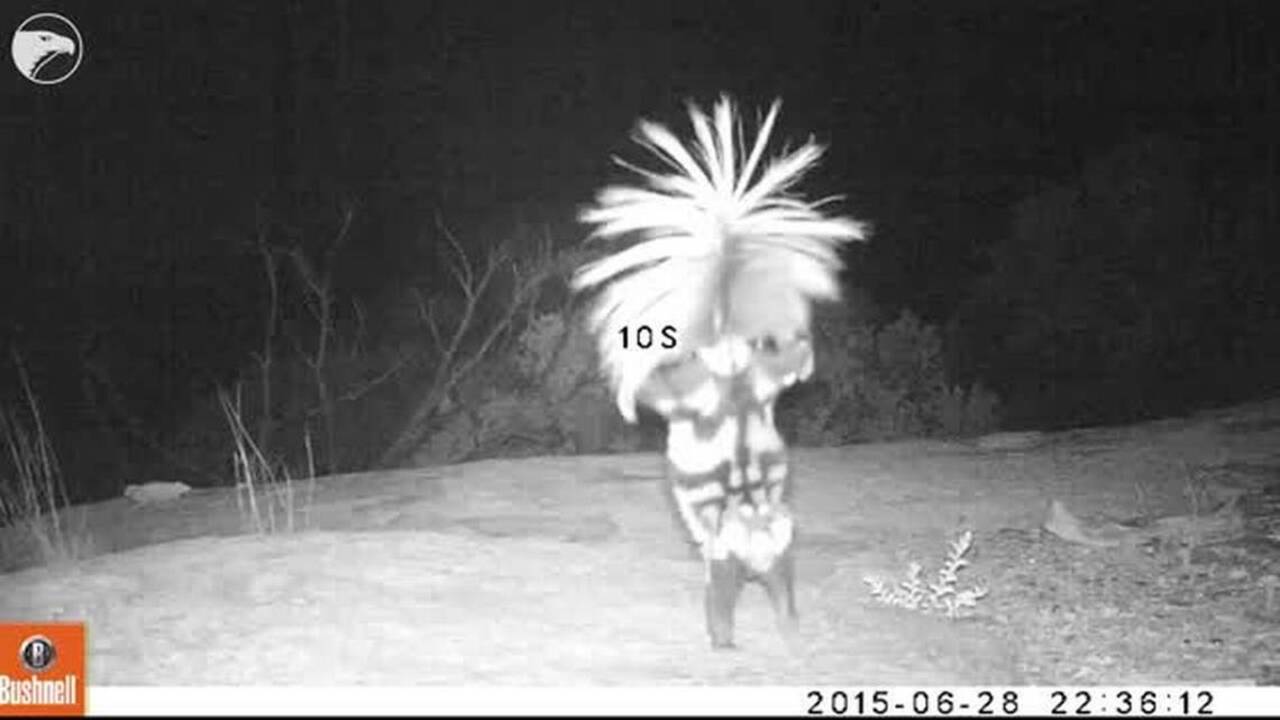 Watch: This rare skunk does hand stands