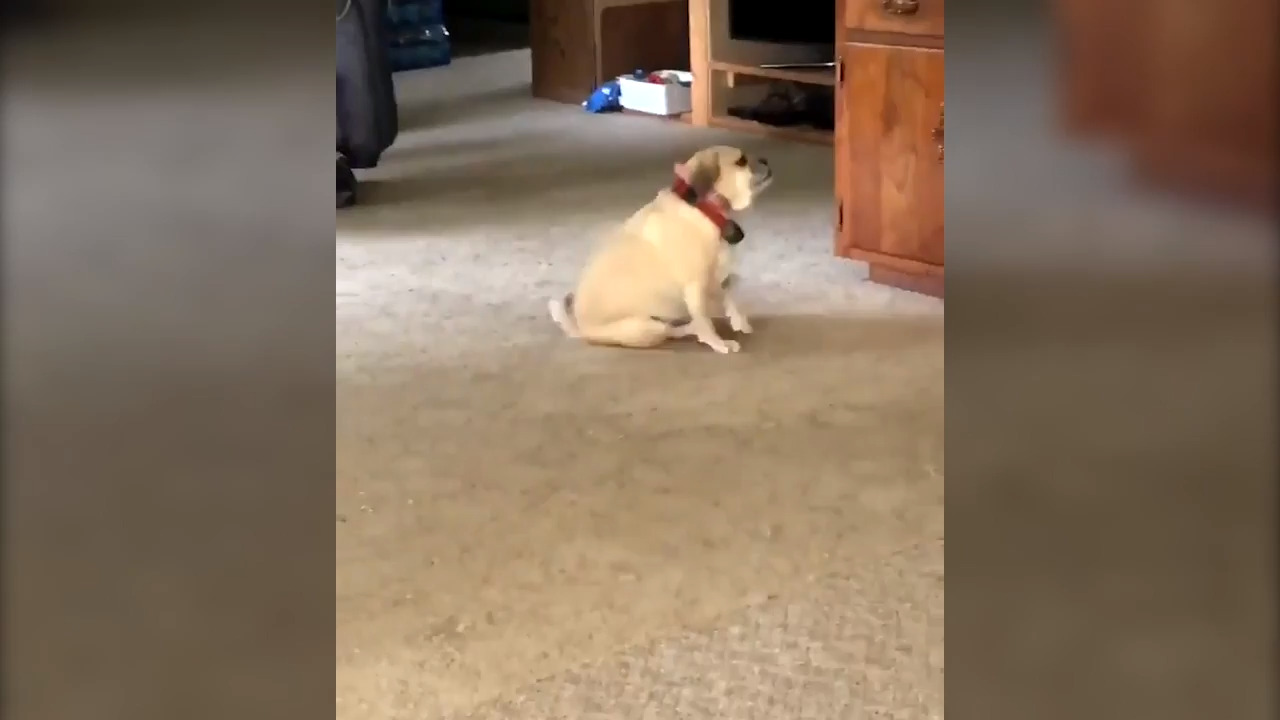 Dog caught spinning ‘right round’ to the music