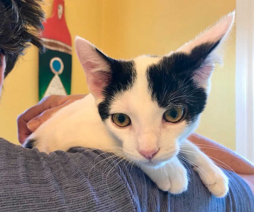 Pet Tales: Meet Milk, one of several foster kittens in need of new homes