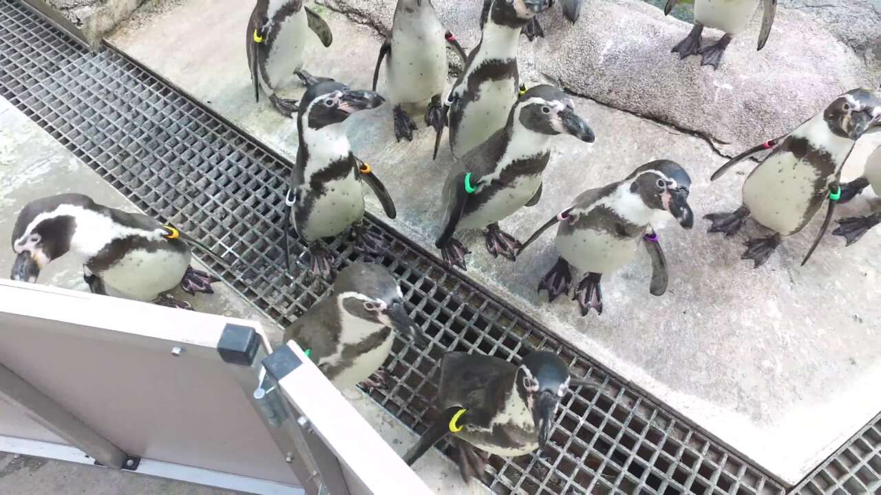 Behind the scenes with the Sedgwick County Zoo penguins